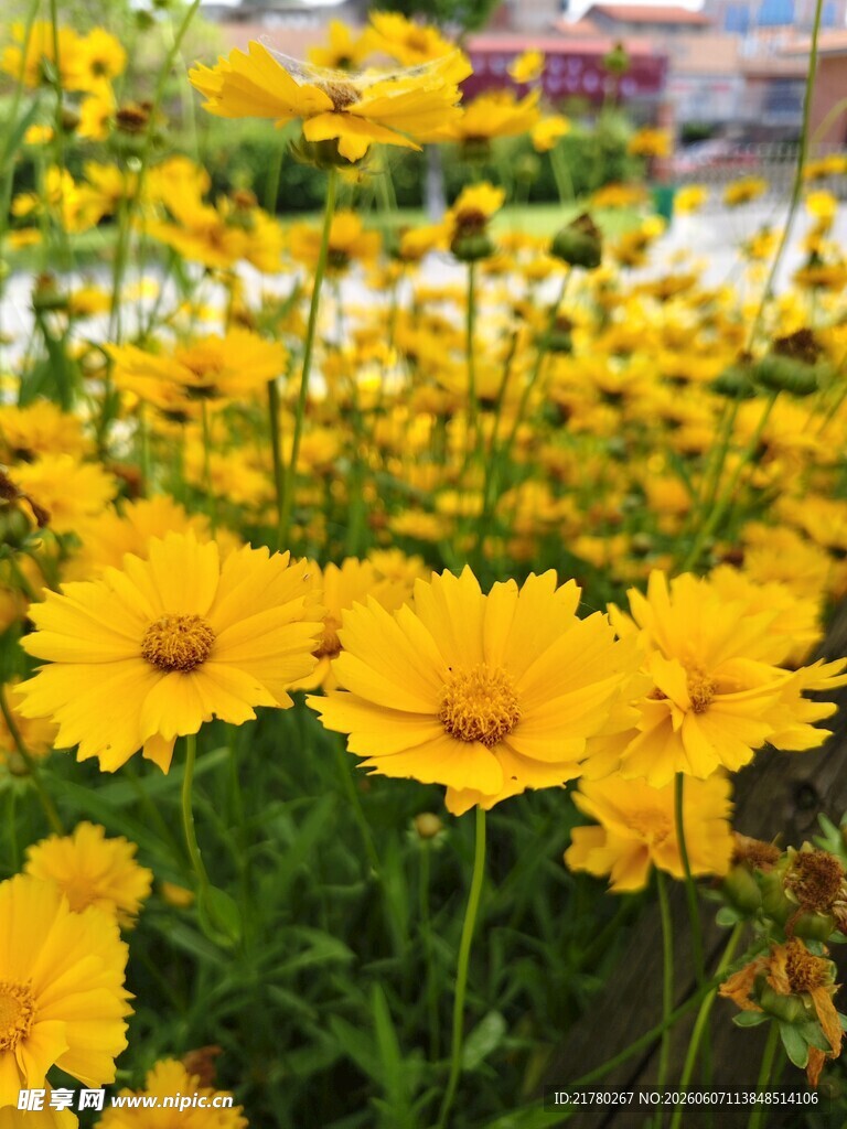 灿烂黄色花朵绽放美景