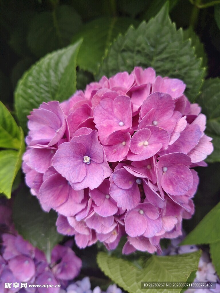 娇艳粉色绣球花