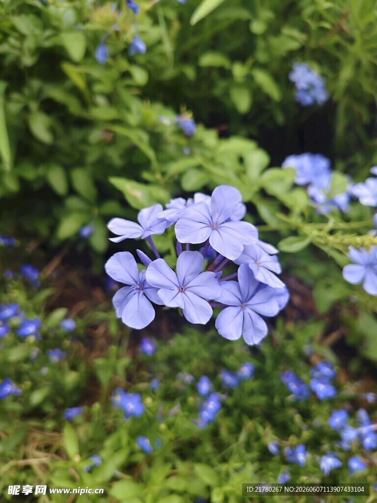 蓝紫色小花绽放于绿叶间
