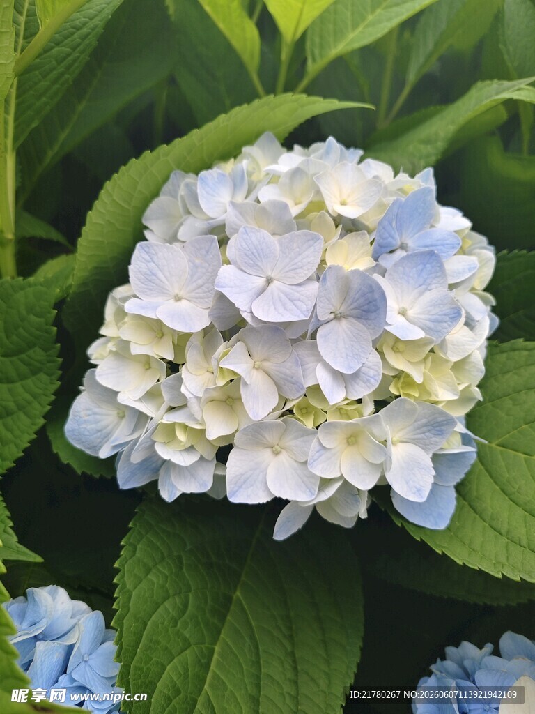 清新绣球花绽放