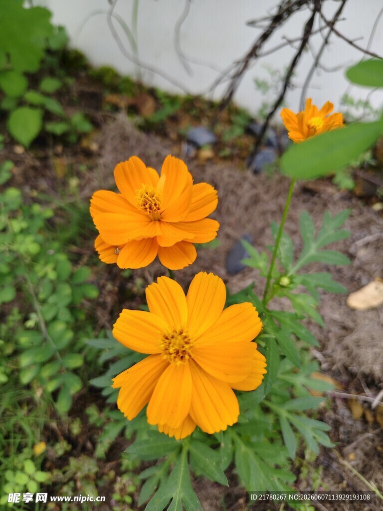 橙色小花绽放于绿植间