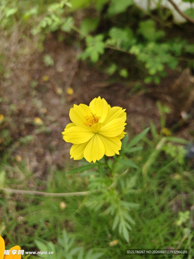 黄色单朵小花绽于草丛