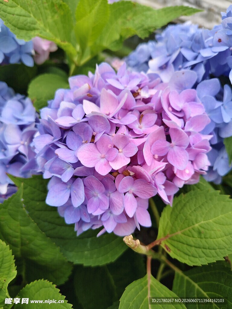 美丽绣球花绽放