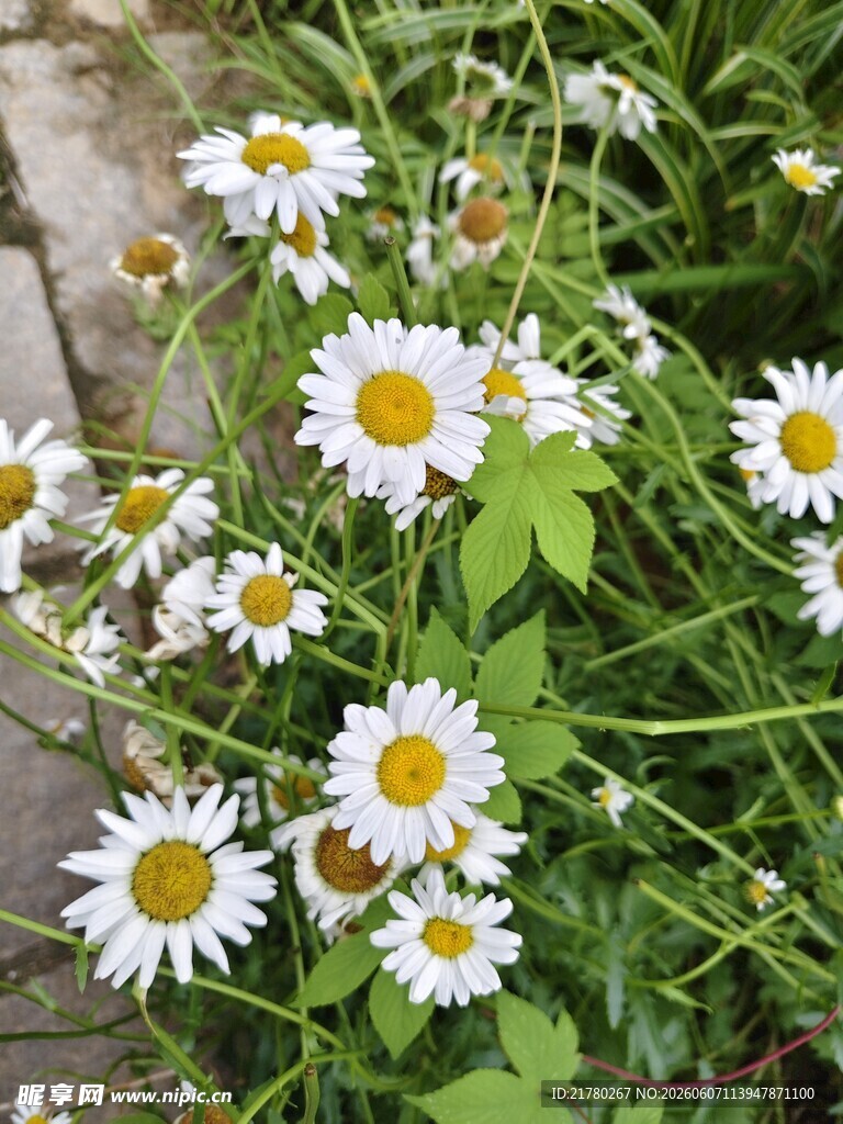 路边绽放的清新小雏菊