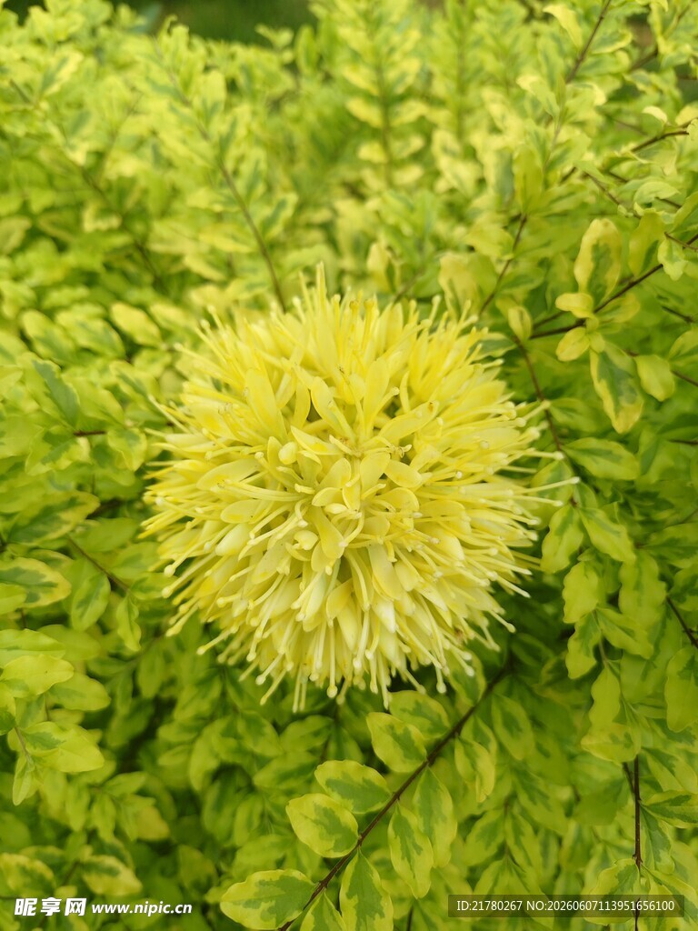 黄色绒球花绽放绿叶间