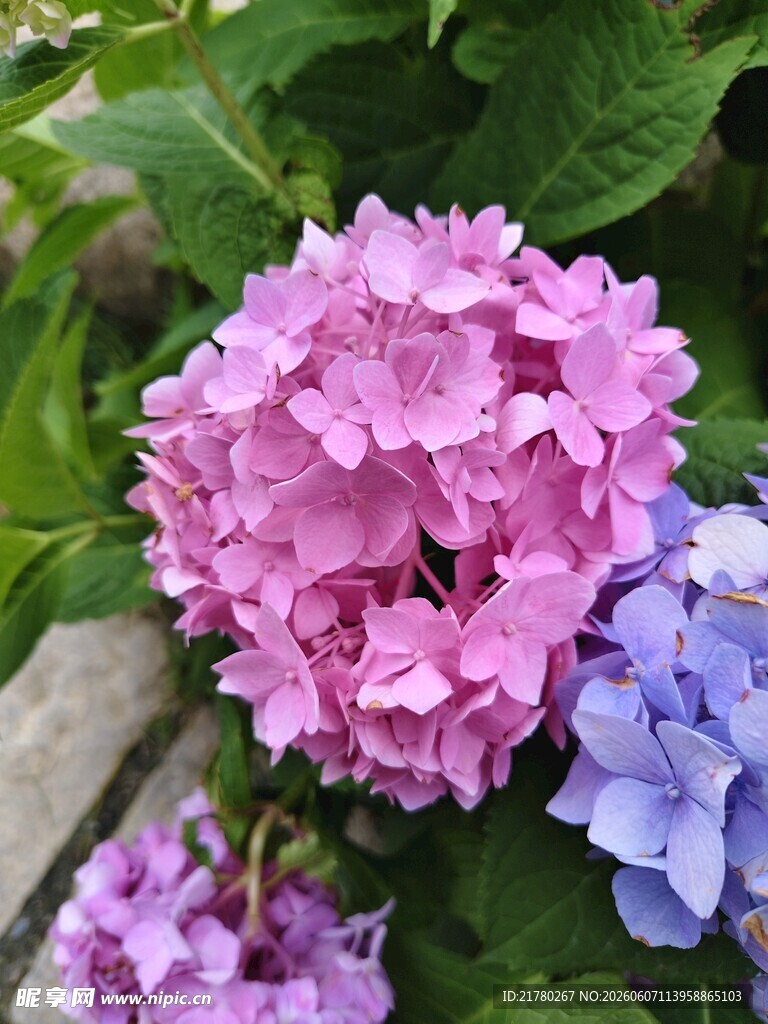 多彩绣球花绽放
