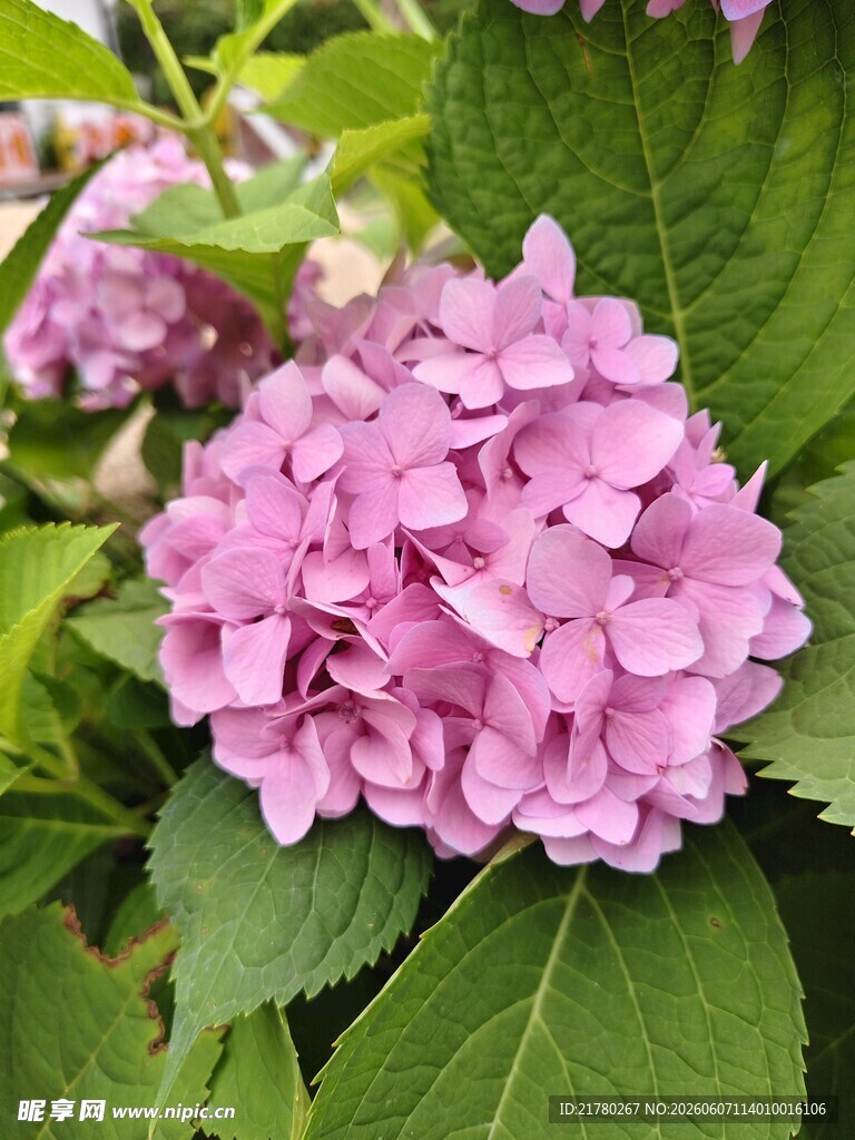粉色绣球花绽放