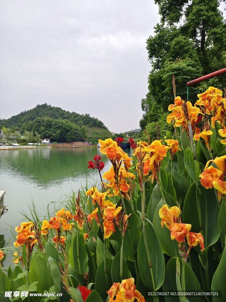 湖畔美人蕉绽放美景