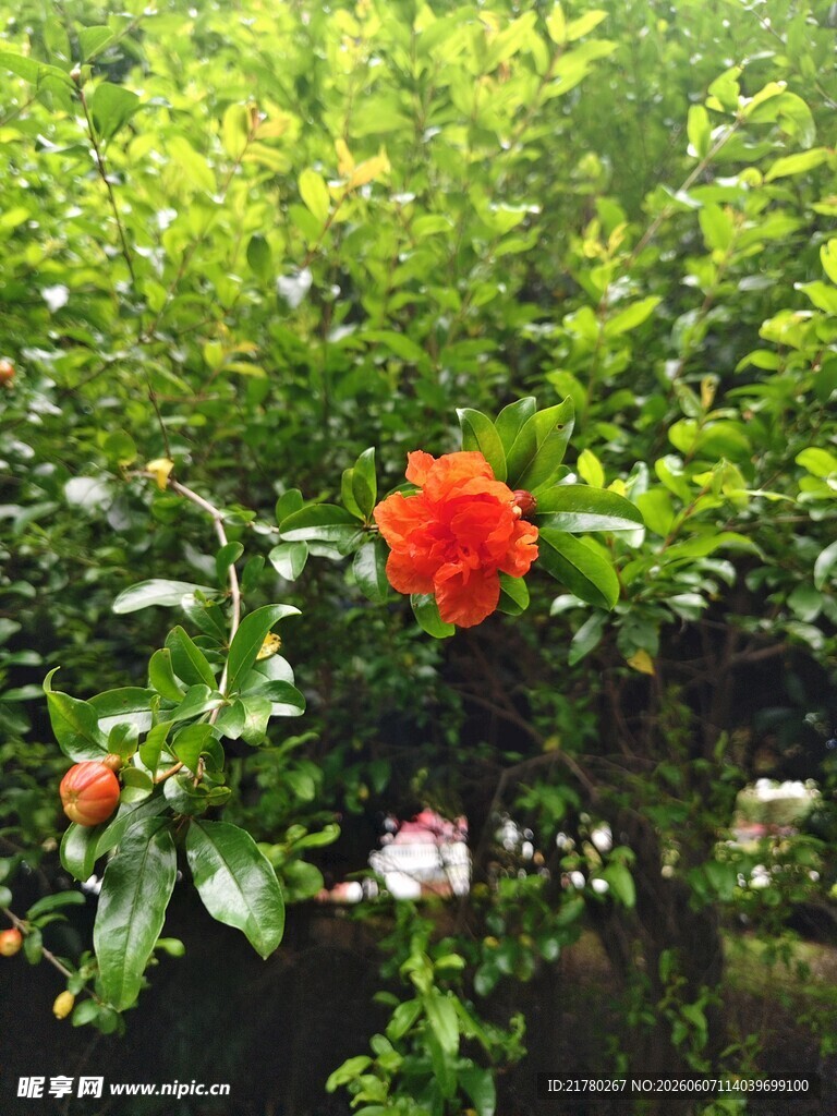 绿叶间绽放的鲜艳石榴花