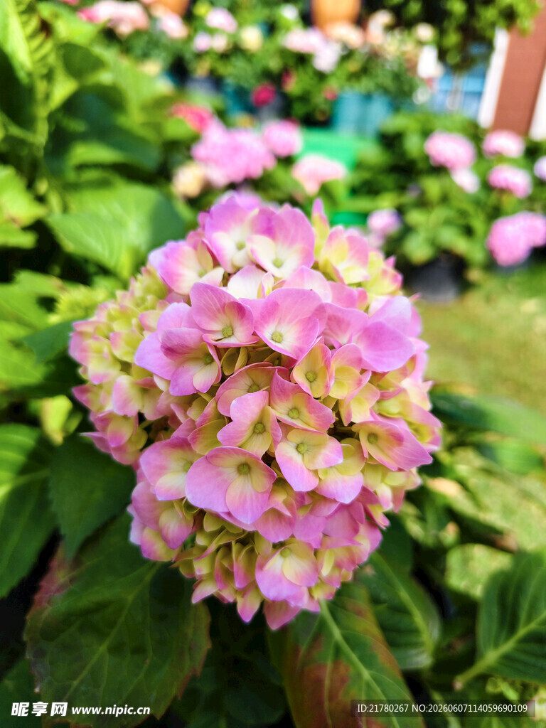 娇艳绣球花绽放