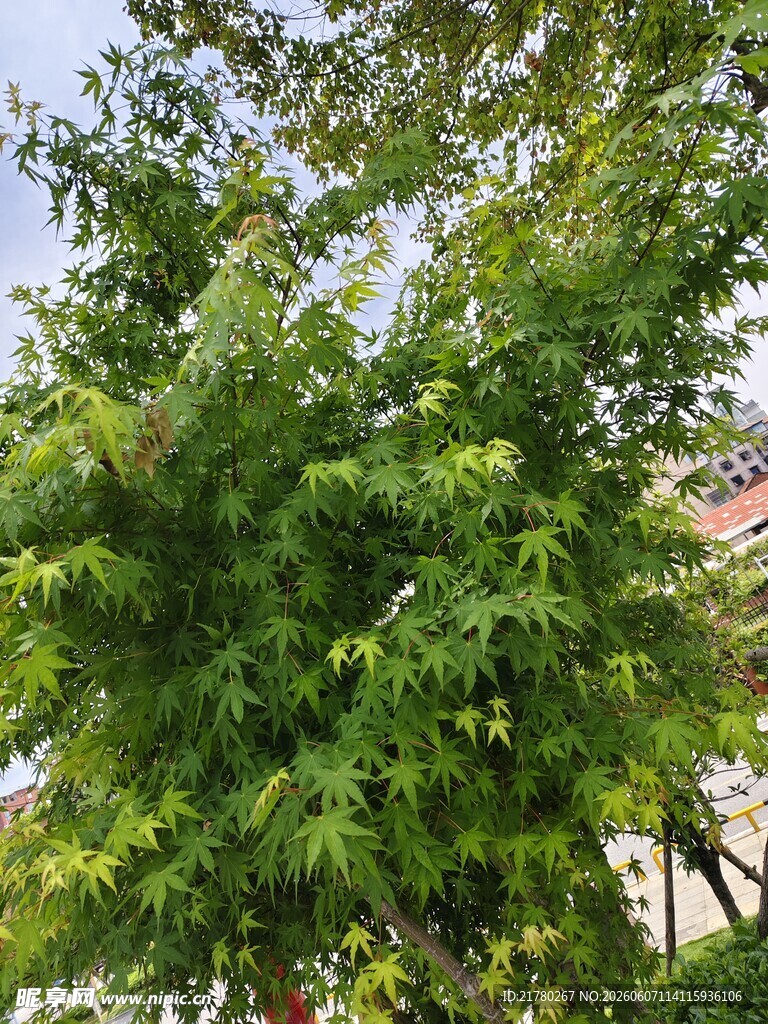 翠绿繁茂的树木景观