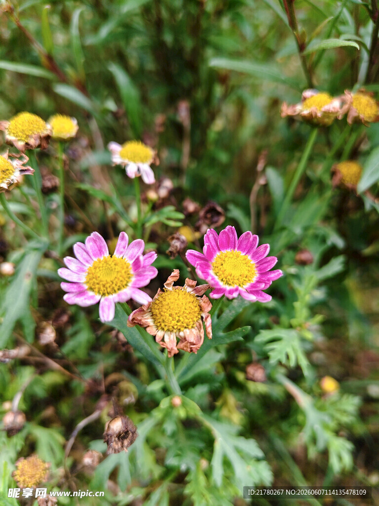 野外多彩小菊花绽放