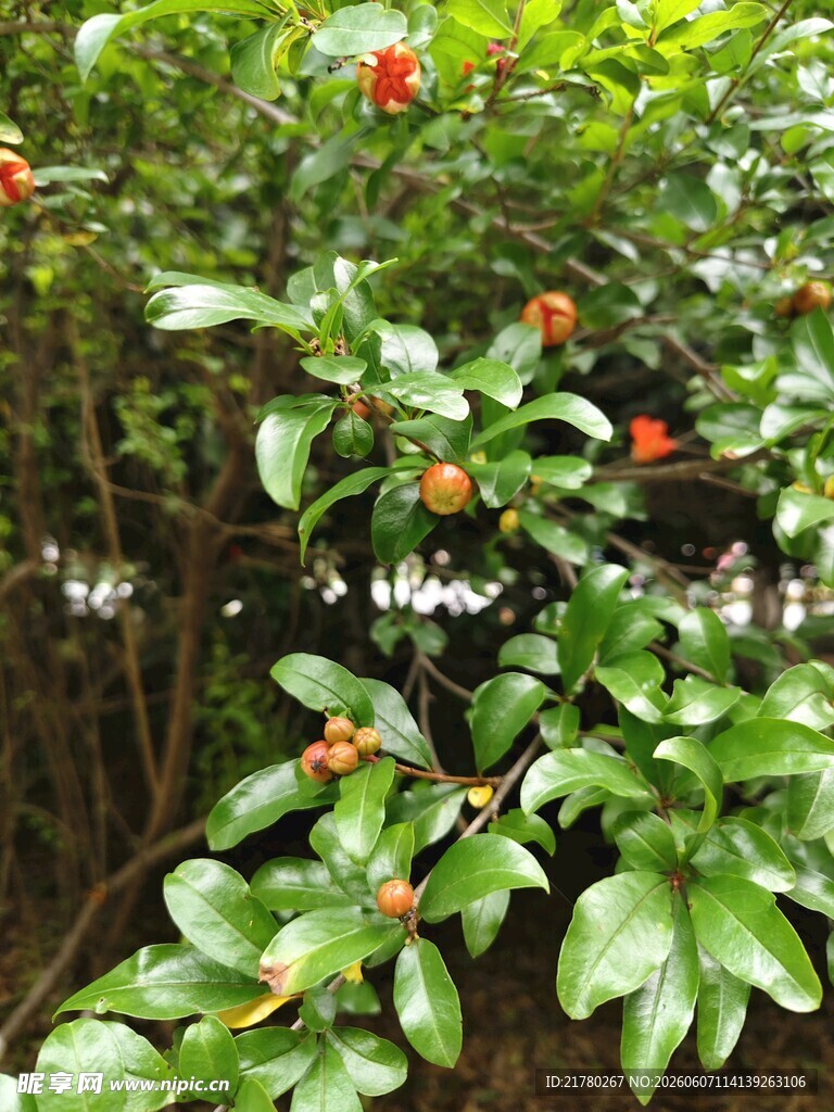 绿叶间的鲜艳石榴花