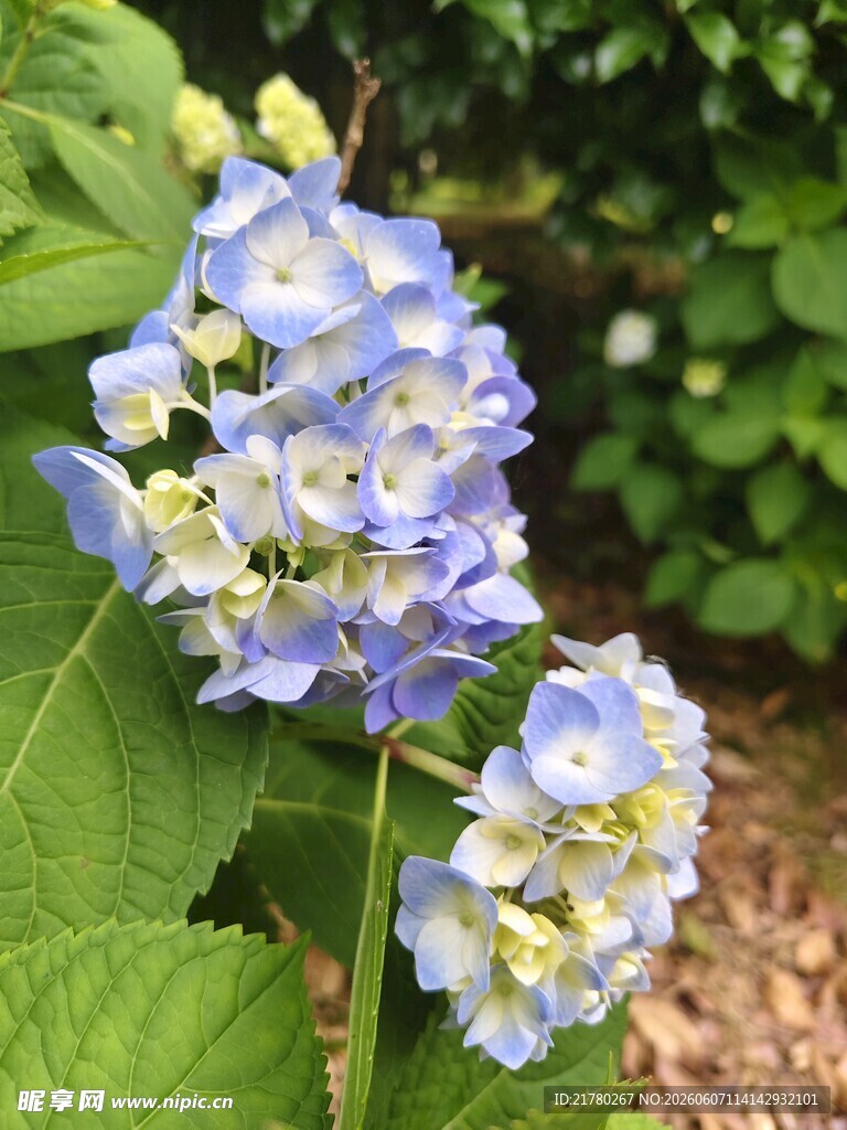 蓝白绣球花绽放