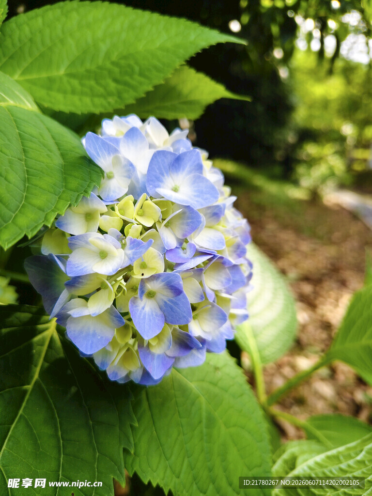 蓝绣球花绽放绿叶间