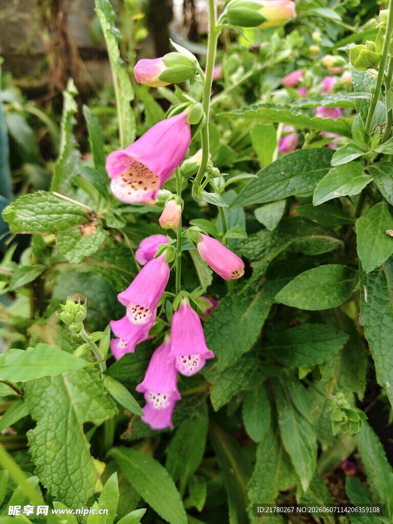 粉色毛地黄花绽放