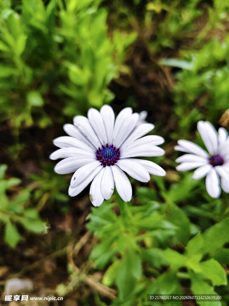 两朵清新白色雏菊花