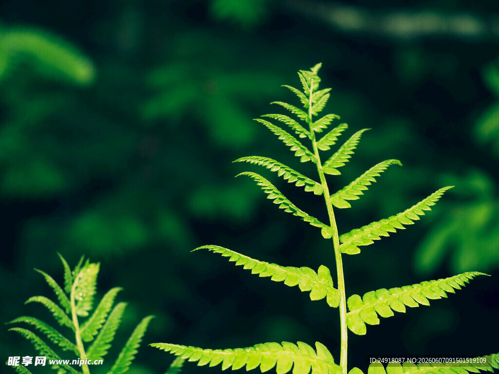翠绿蕨类植物特写