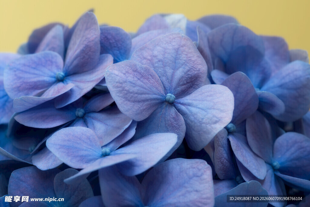 蓝紫色绣球花特写