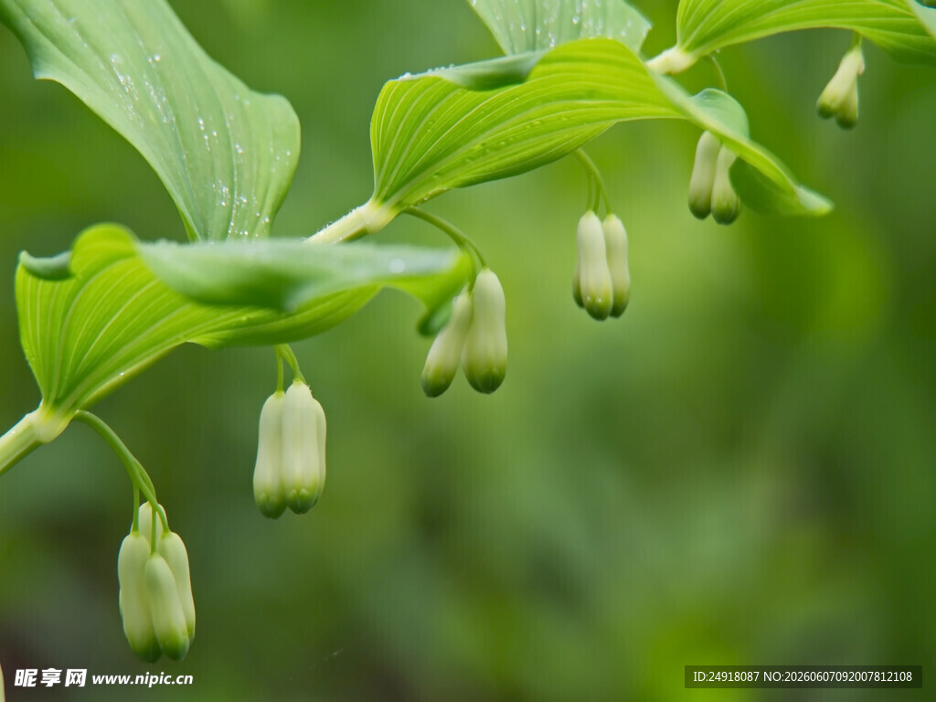 铃兰花枝特写