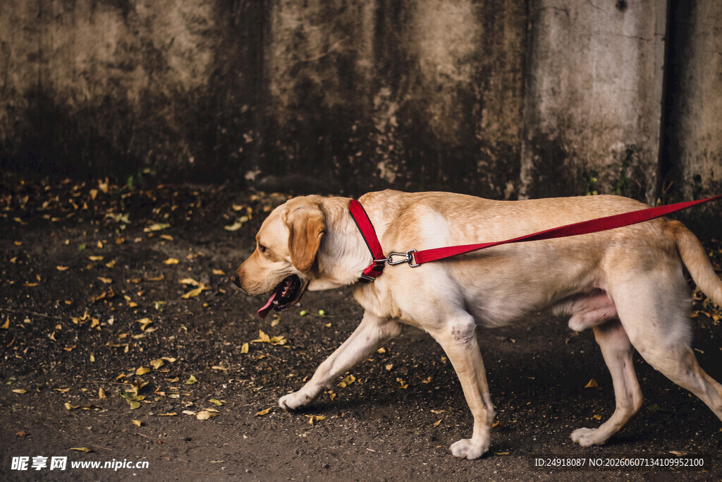 拉布拉多犬户外行走