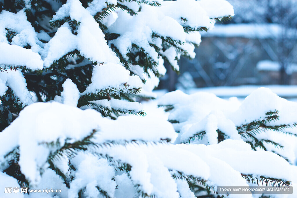 雪覆松枝的冬日景致