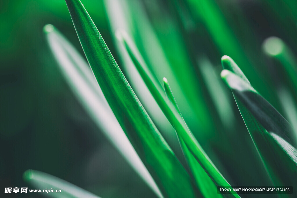 翠绿叶片特写