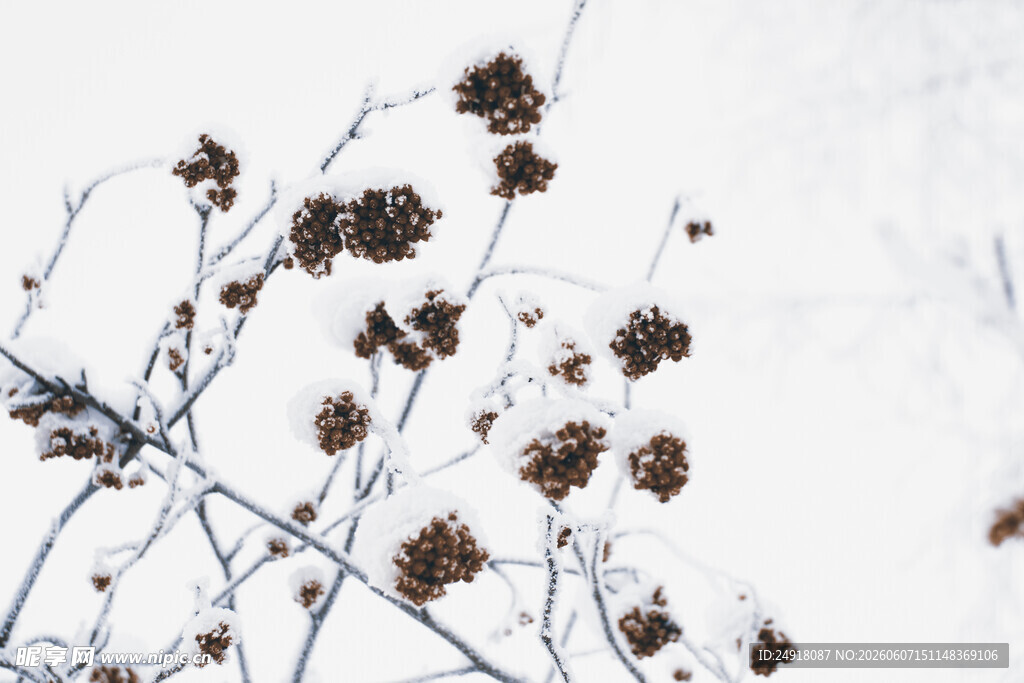 雪覆枯枝残果点缀