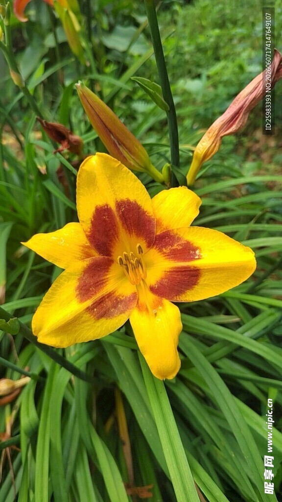 忘忧花