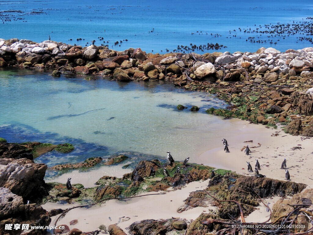 海岸边的企鹅群