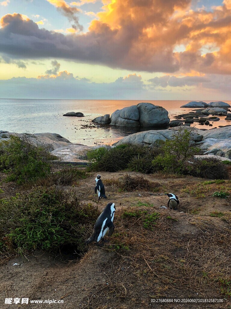 日落海边的企鹅漫步景象
