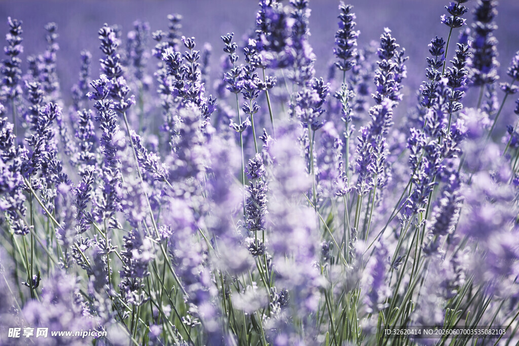 紫色薰衣草花海美景