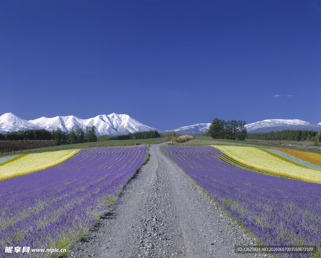 紫色花田与远山美景