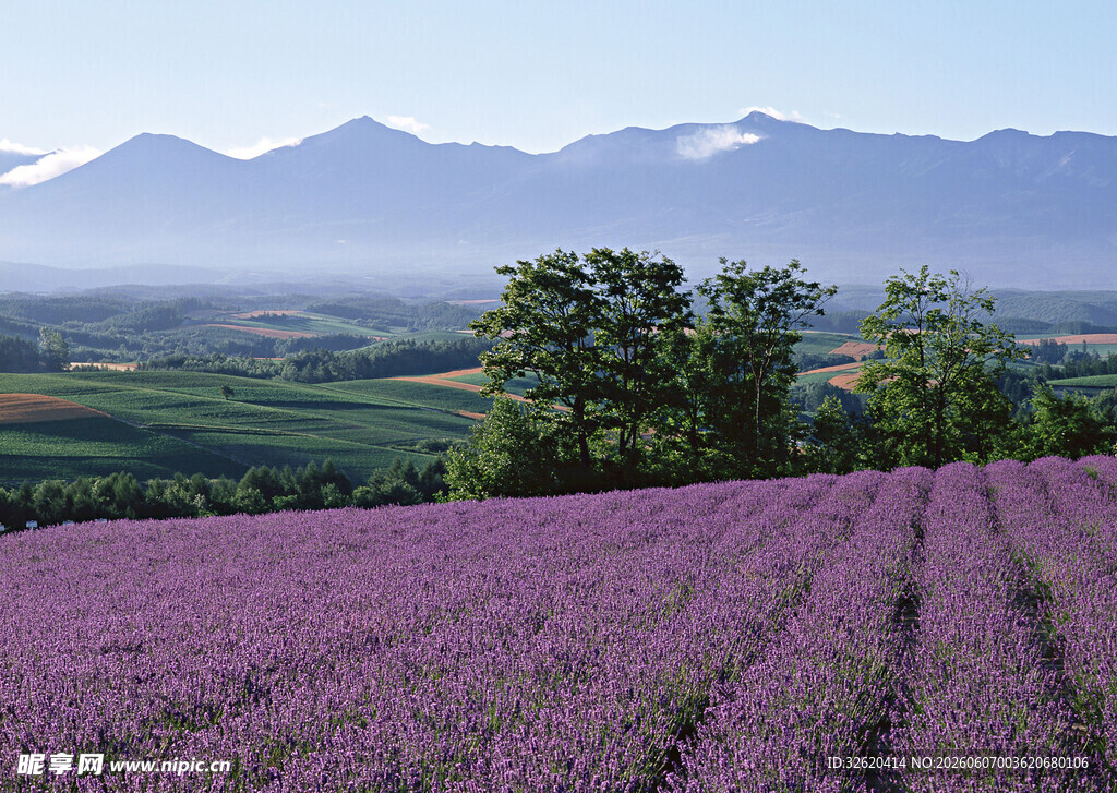紫色薰衣草田与远山美景