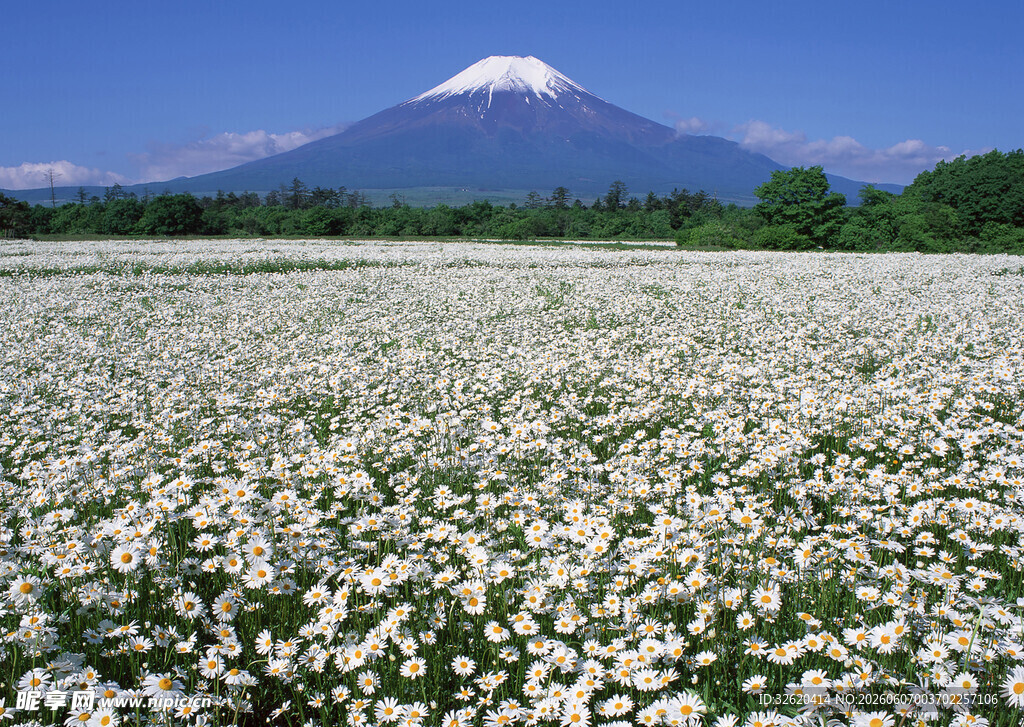 烂漫花海