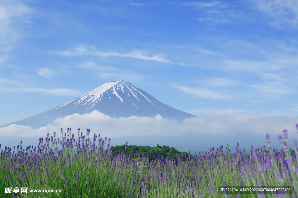 烂漫紫色花田