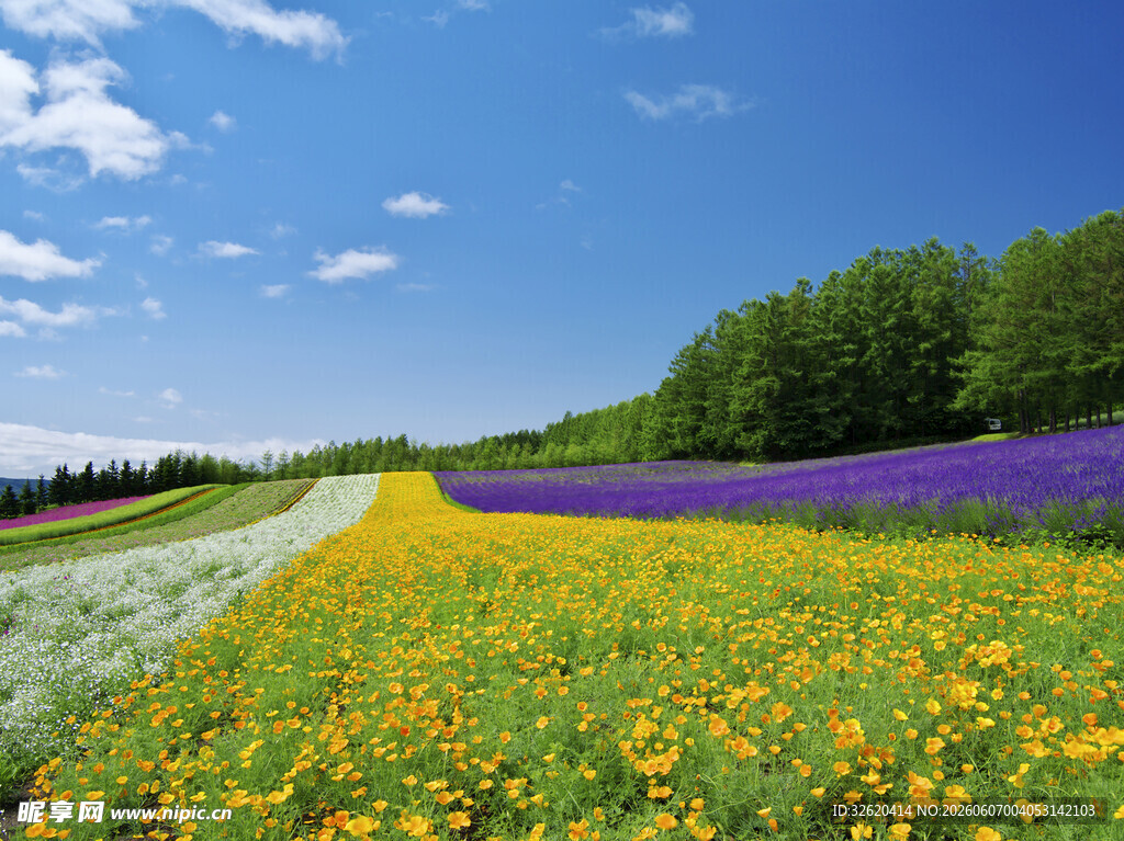 多彩花田美景