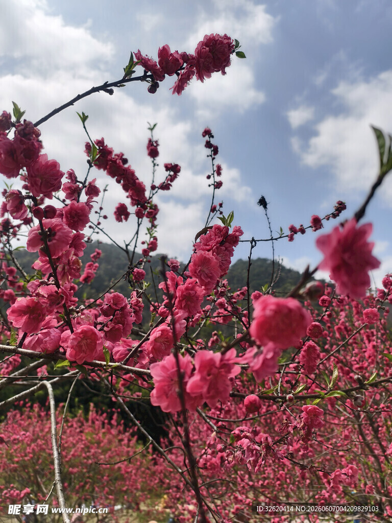 春日烂漫桃花盛开美景
