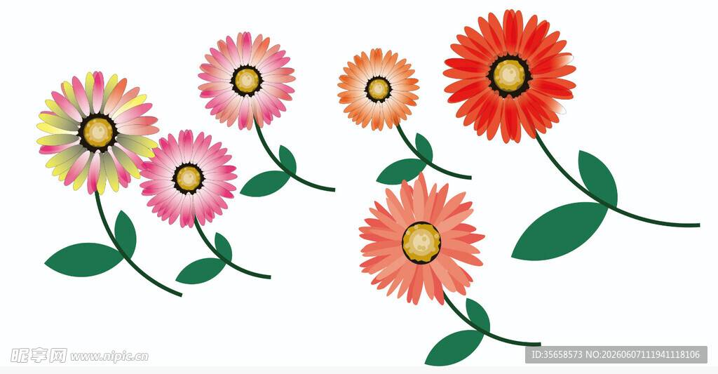 菊花  雏菊手绘非洲菊  玫瑰