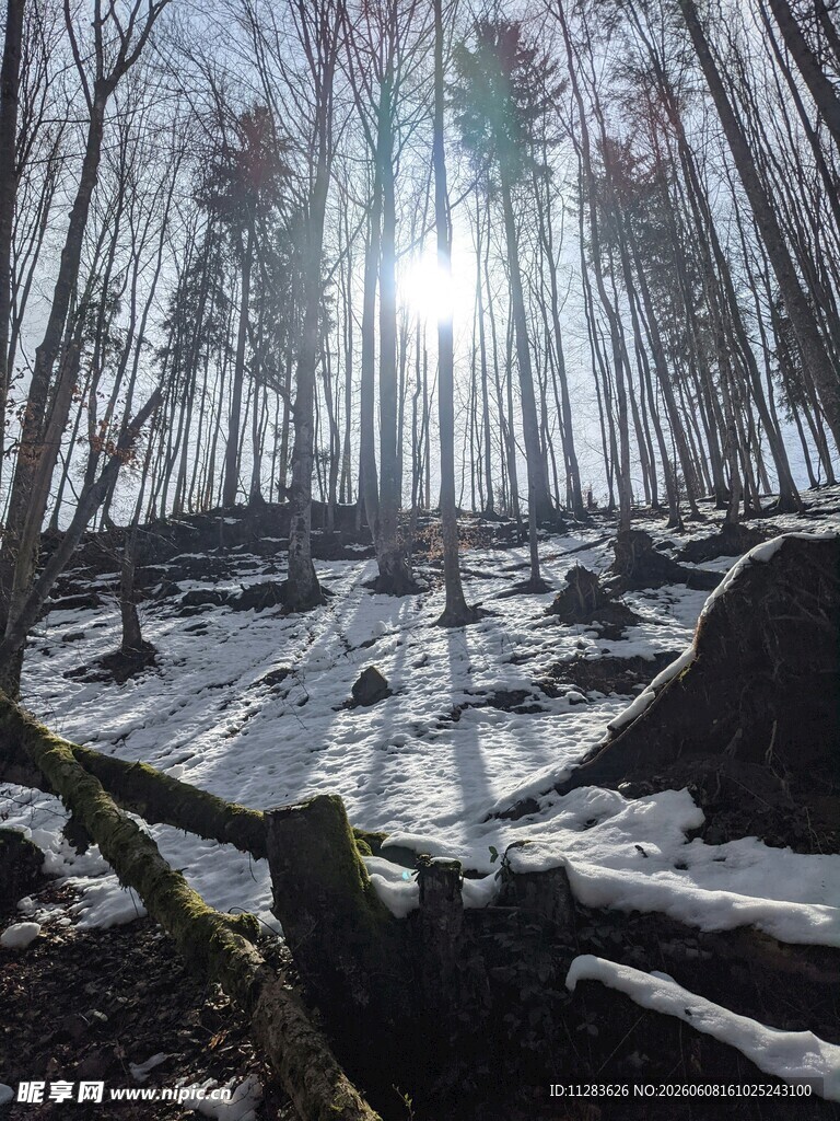 冬日林间雪景