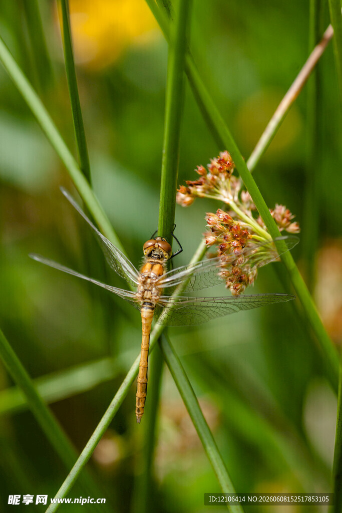 草间小花特写
