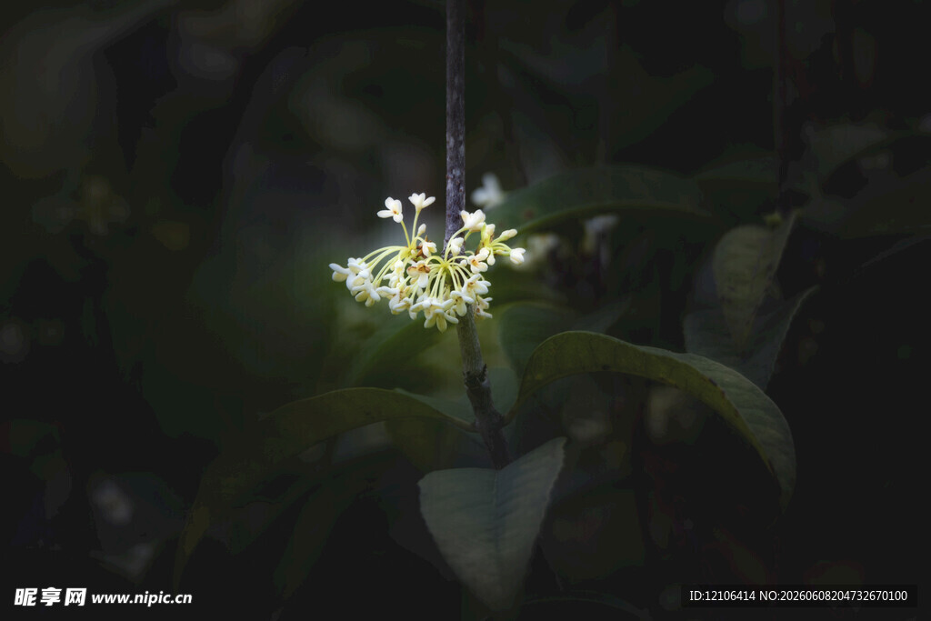 夜间绽放的神秘发光花朵
