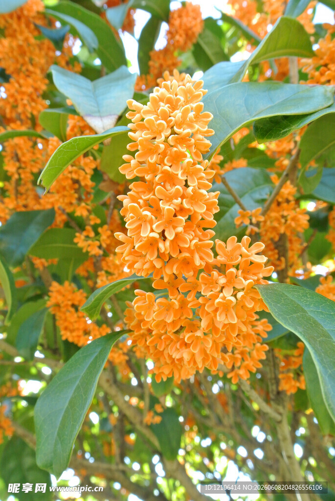 橙黄桂花绽放枝头
