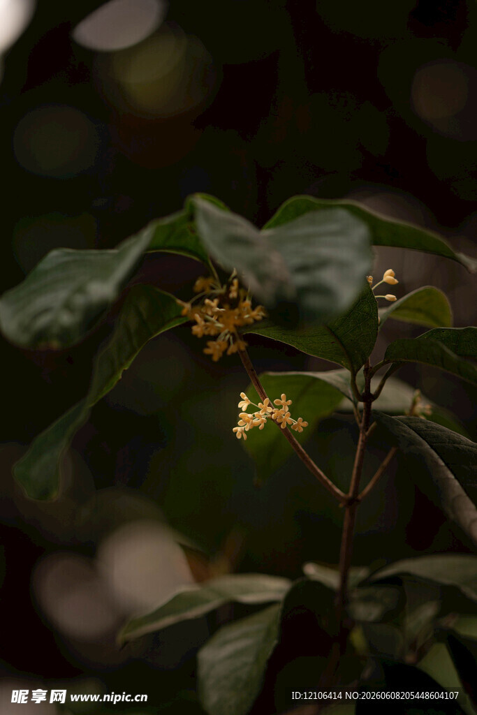绿叶间的黄色小花