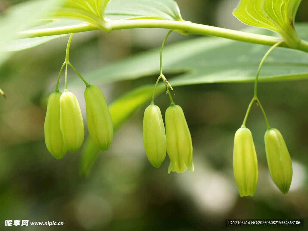 绿色铃状花垂挂枝头