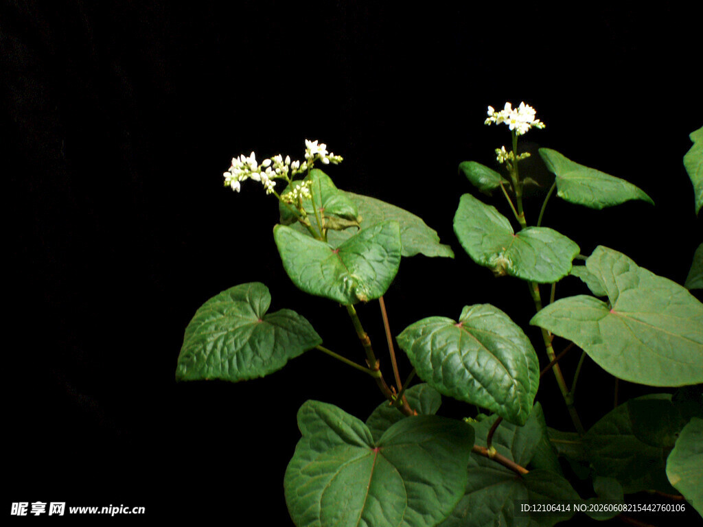 绿叶白花植物特写
