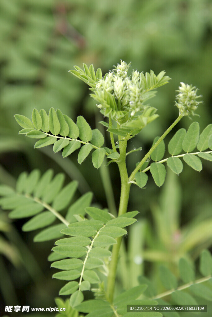 嫩绿植物绽放白色小花