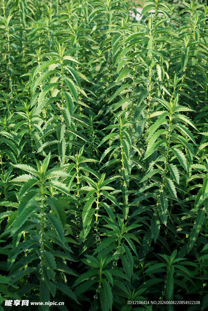 茂密绿植景观
