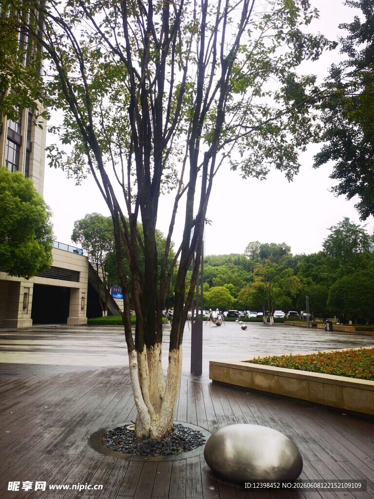 庭院中的树木与石景