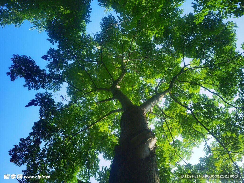 仰望参天大树绿意盎然